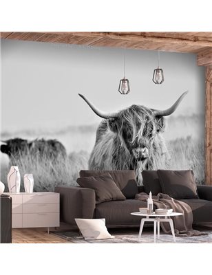 Fotomurale adesivo  Highland Cattle